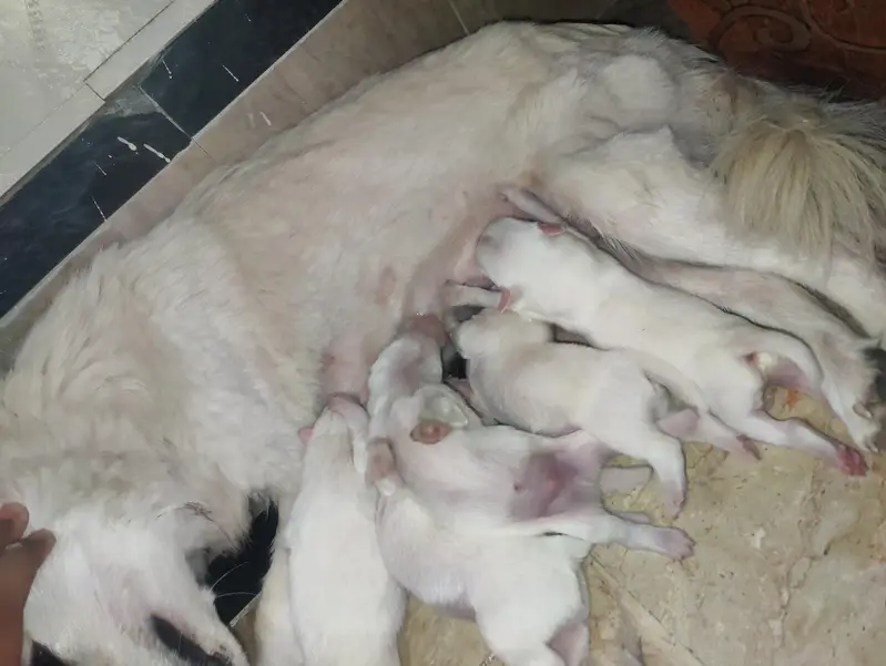 Long coat pomanian puppies 1female and 4 male — photo 3