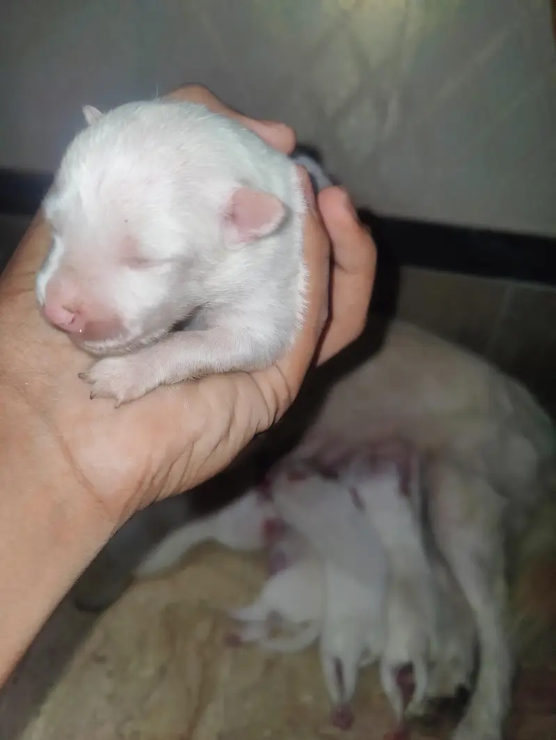 Long coat pomanian puppies 1female and 4 male — photo 4