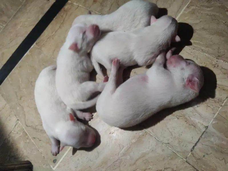 Long coat pomanian puppies 1female and 4 male — photo 5