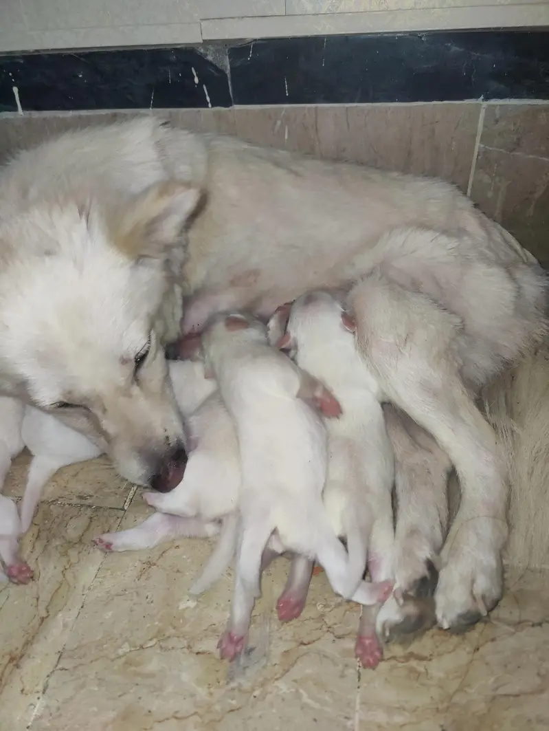 Long coat pomanian puppies 1female and 4 male — photo 6