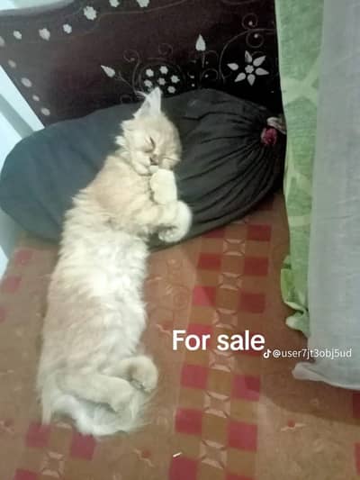 lovely cat