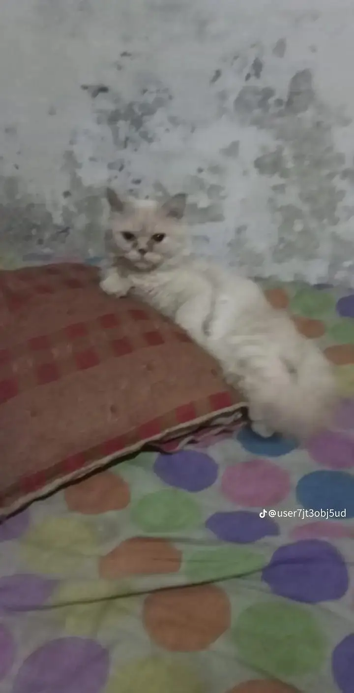 lovely cat — photo 3