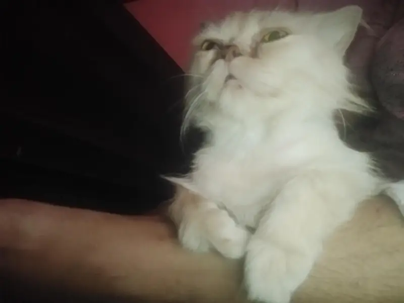 lovely cat — photo 4