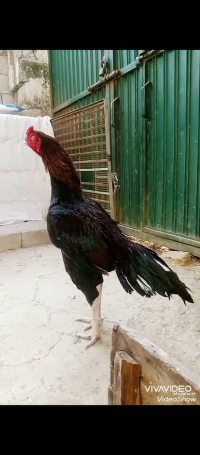 aseel chiks