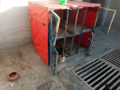 pingra for sale 4 khana