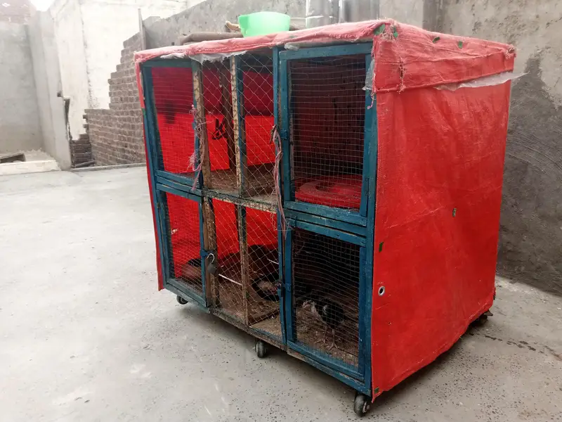 pingra for sale 4 khana — photo 4