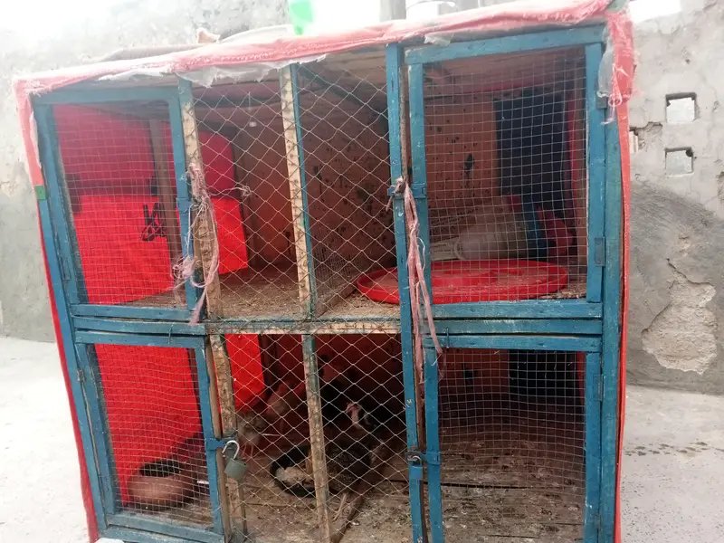 pingra for sale 4 khana — photo 7