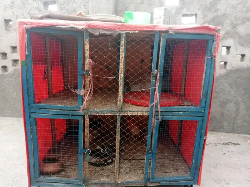 pingra for sale 4 khana — photo 9