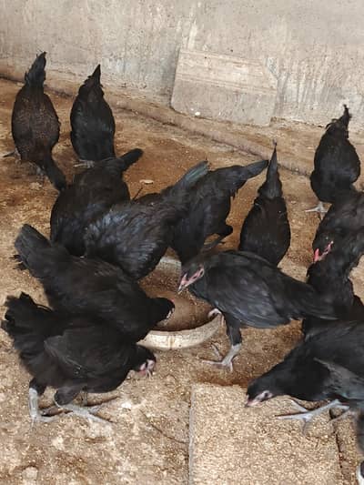 Australorp Chicks