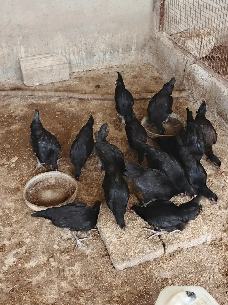 Australorp Chicks — photo 2