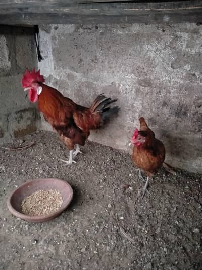 misri pair for sale. . .
