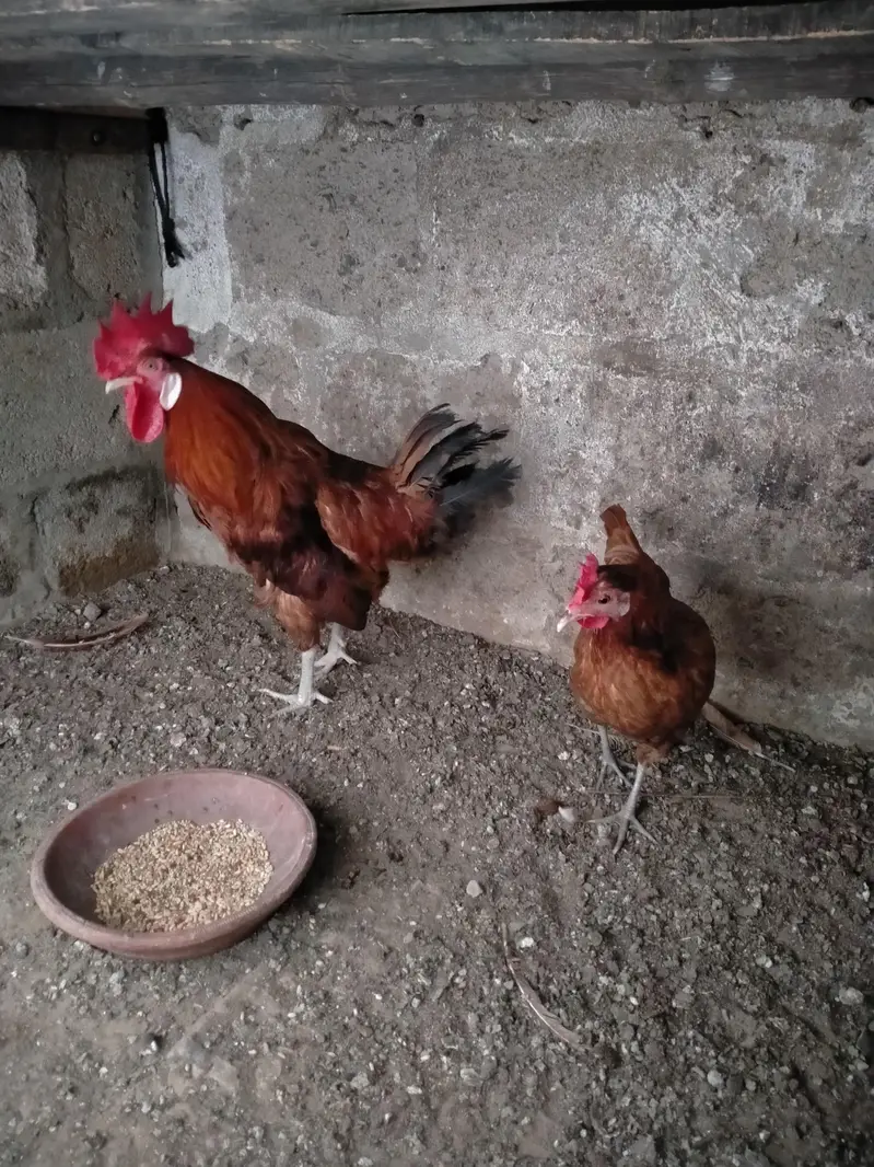 misri pair for sale.  Read Description. . . — photo 3