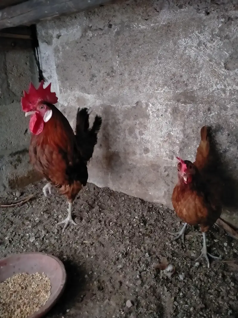 misri pair for sale.  Read Description. . . — photo 2