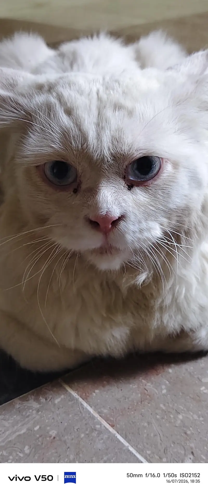best cat — photo 7