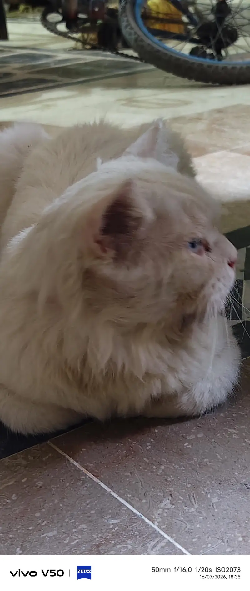 best cat — photo 8