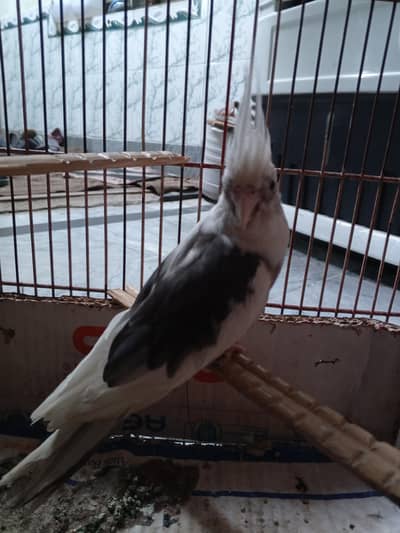 cockatiel parrot