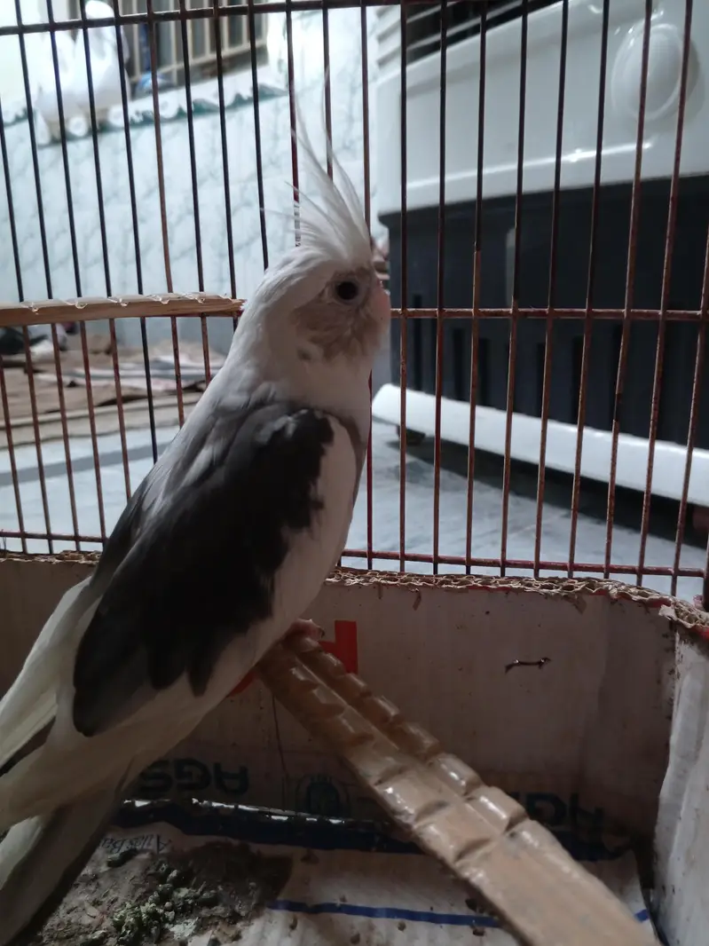 cockatiel parrot — photo 2