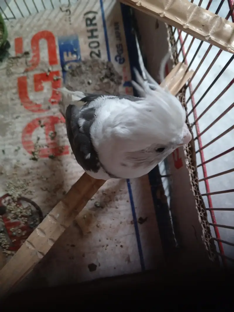 cockatiel parrot — photo 3