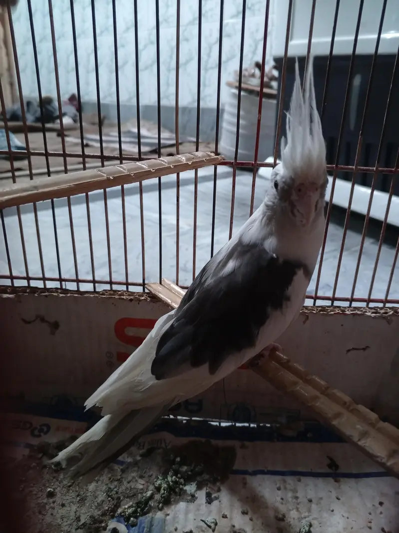 cockatiel parrot — photo 4