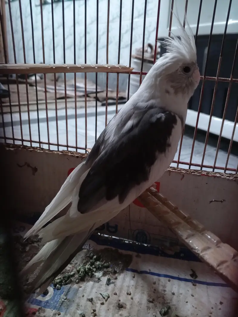 cockatiel parrot — photo 5