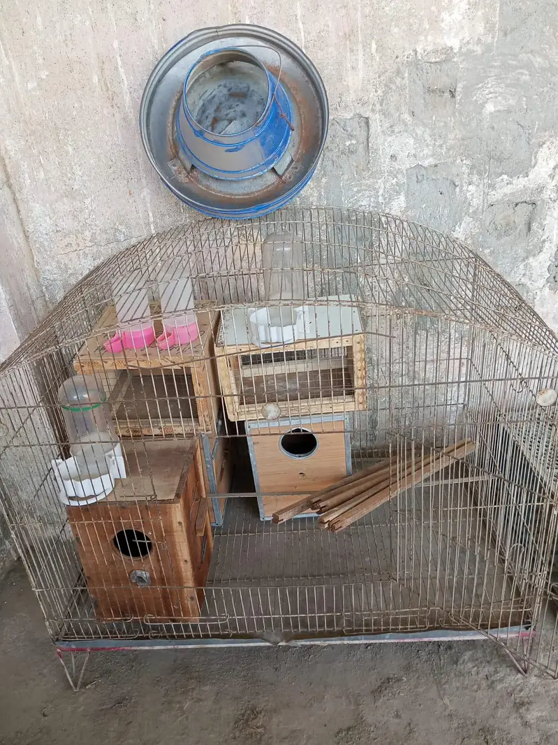 Birds accessories are available — photo 2