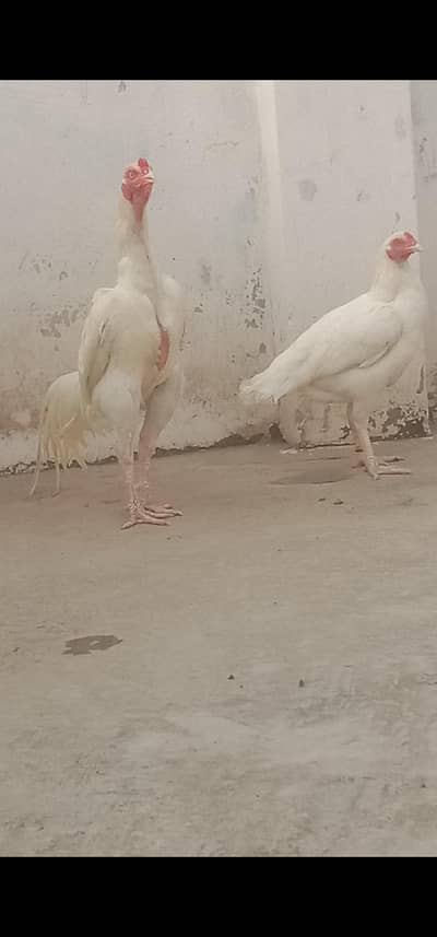 white paper aseel/aseel heera pair/Heera bareder pair for sale