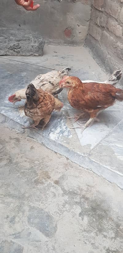 1 male 3 female