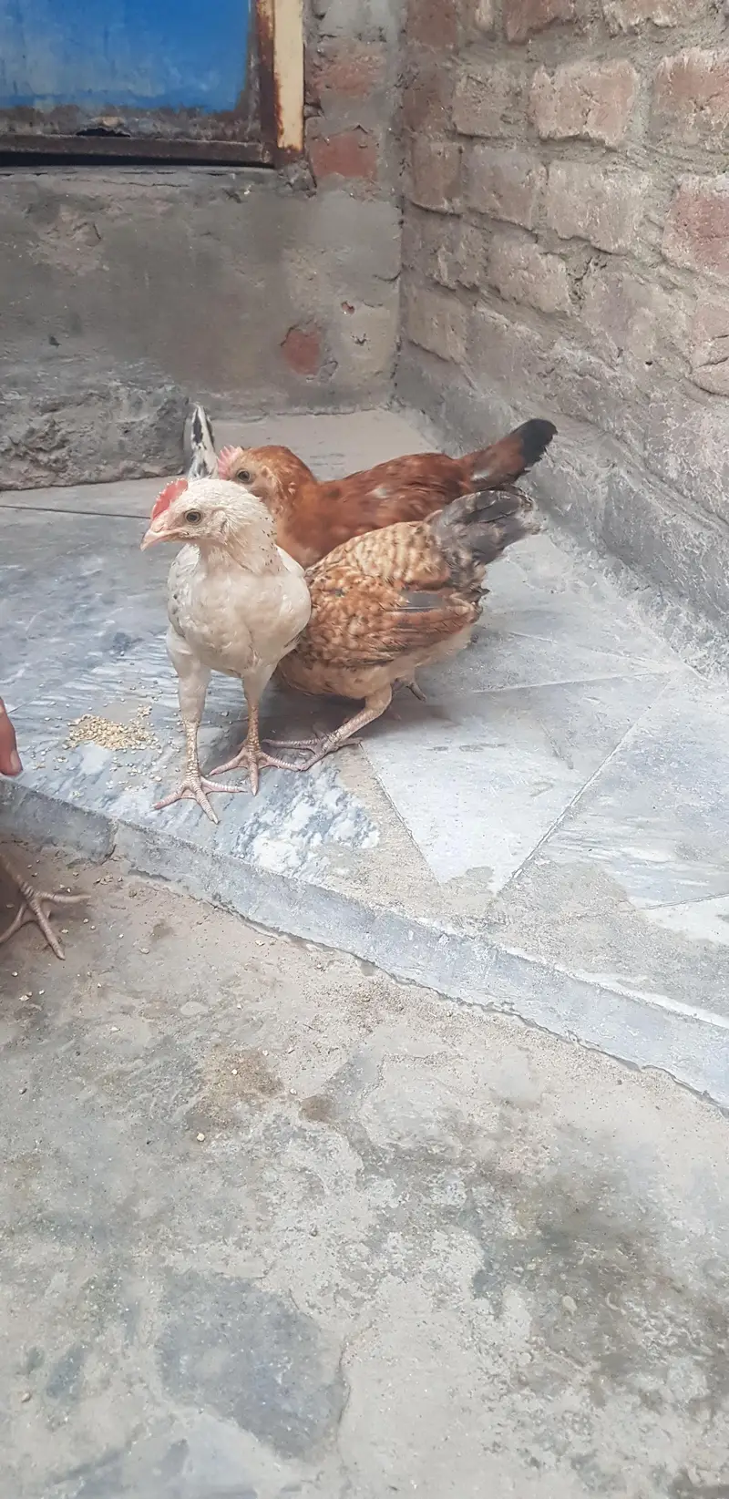 1 male 3 female — photo 2