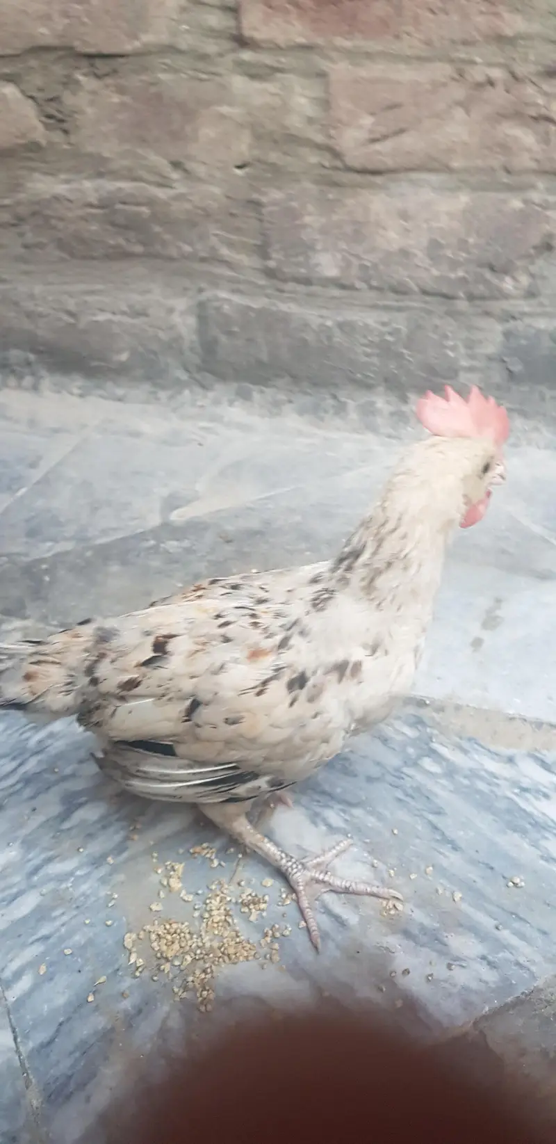 1 male 3 female — photo 3