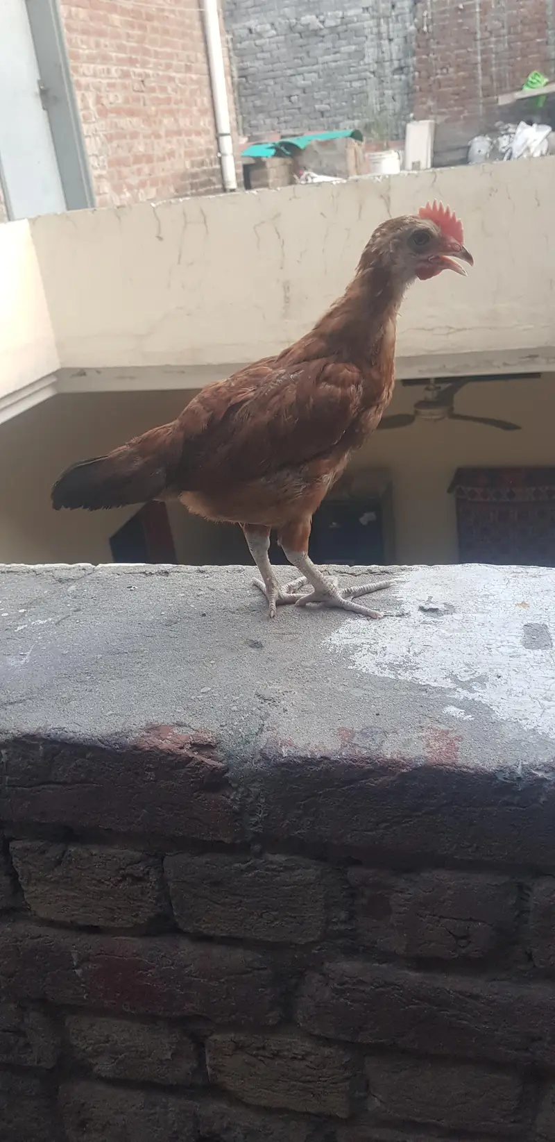 1 male 3 female — photo 4