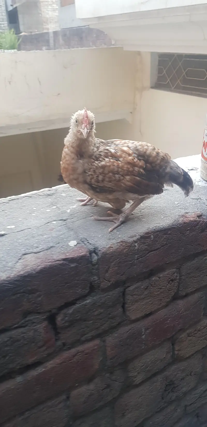 1 male 3 female — photo 5