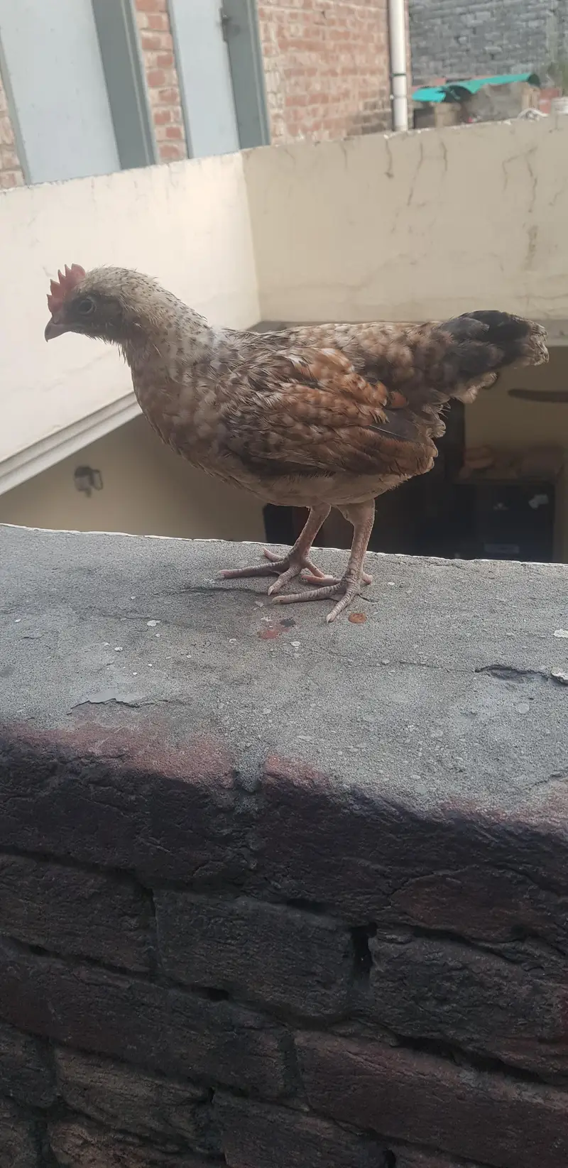 1 male 3 female — photo 6