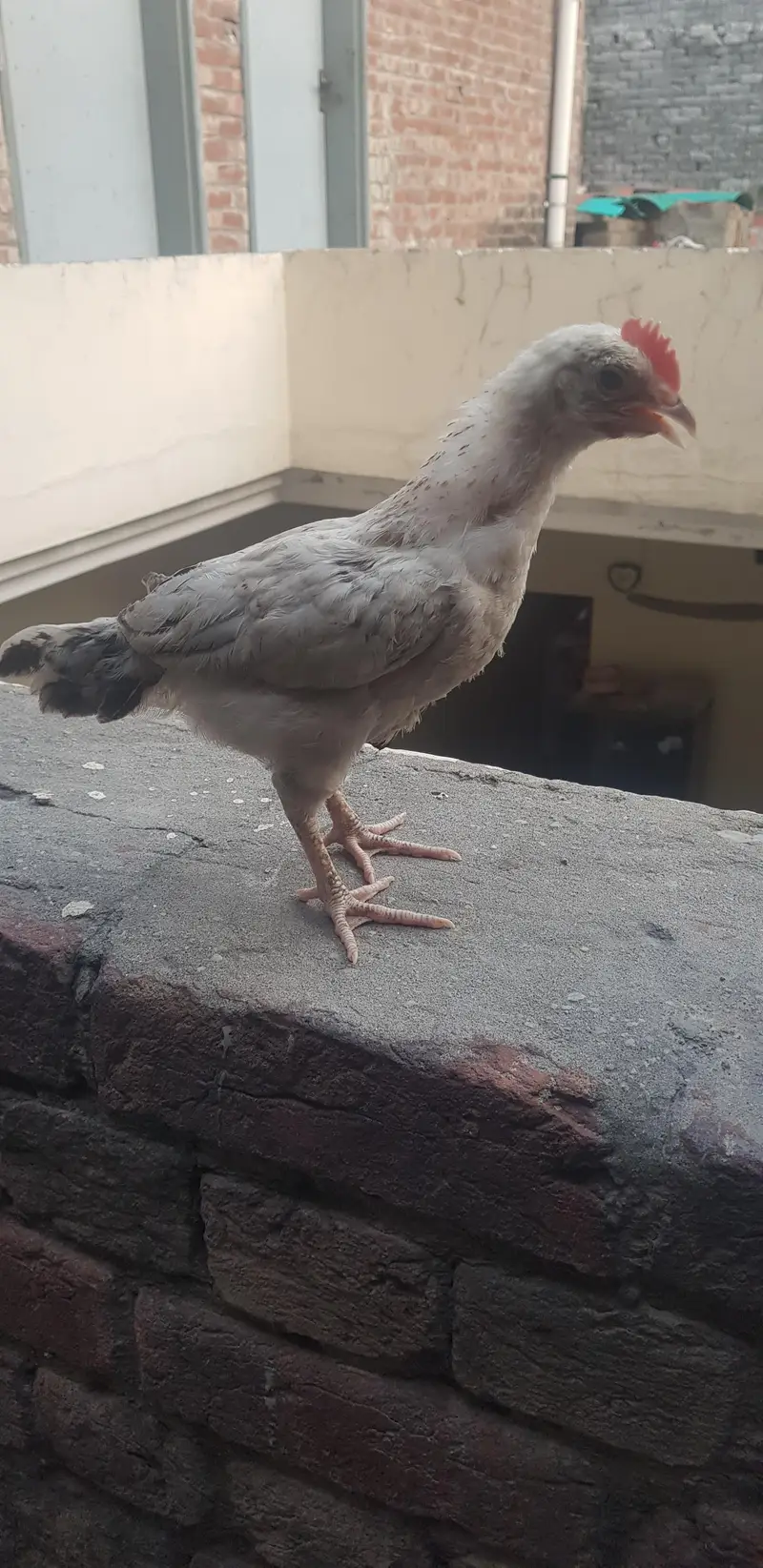 1 male 3 female — photo 7
