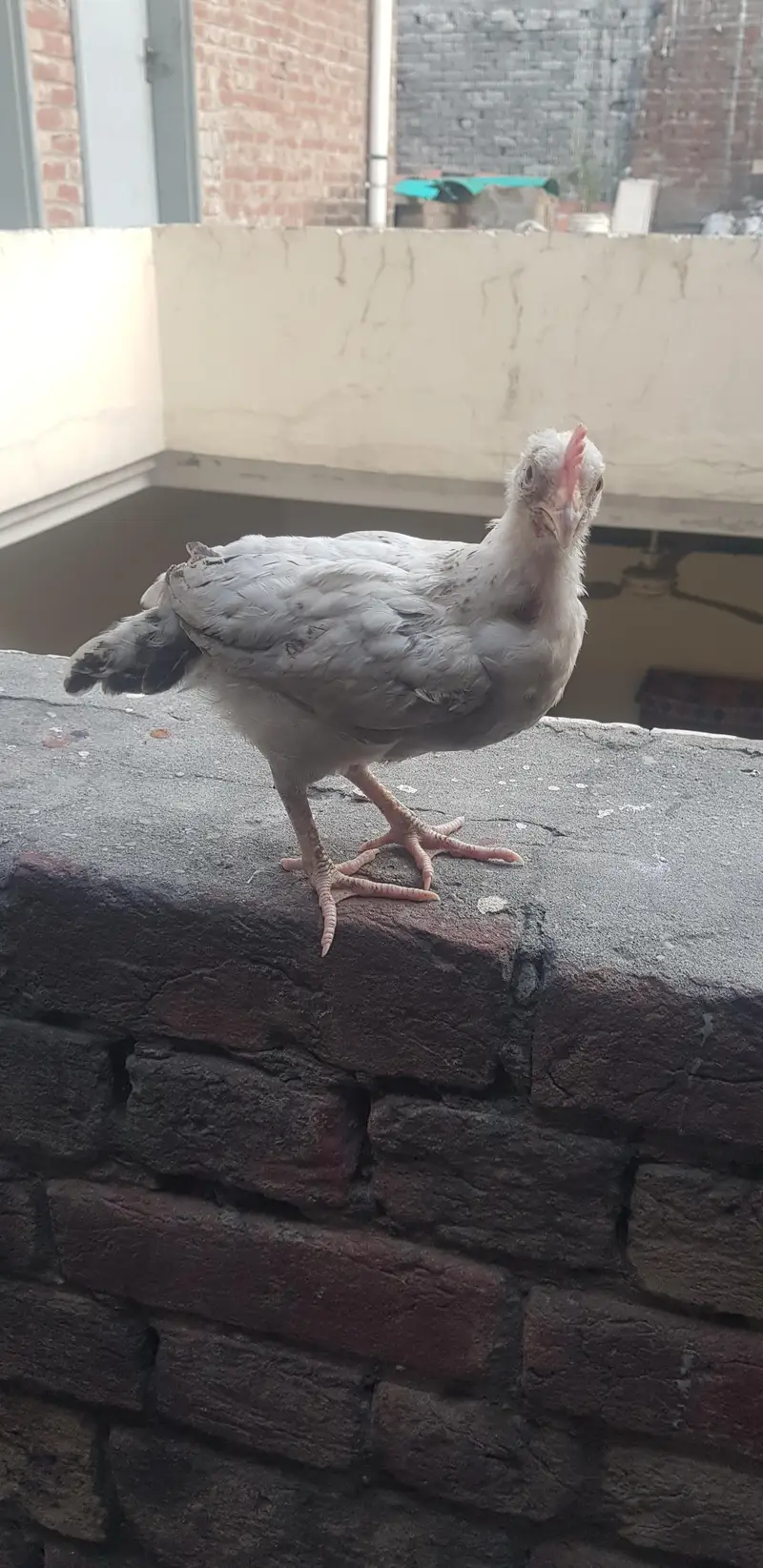 1 male 3 female — photo 8