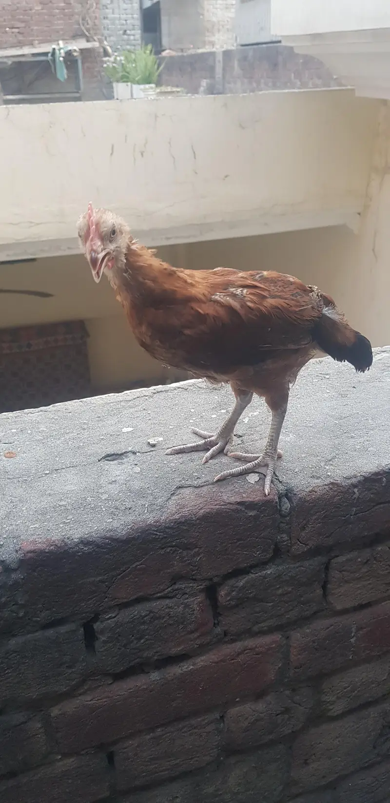 1 male 3 female — photo 9