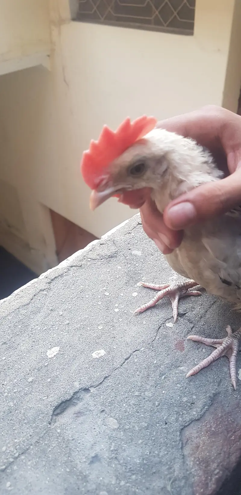 1 male 3 female — photo 10