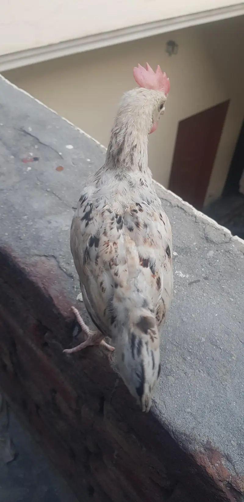 1 male 3 female — photo 11