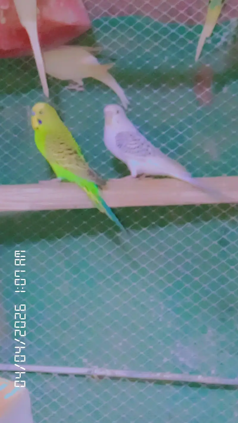 full setup sale kar Raha ho — photo 8