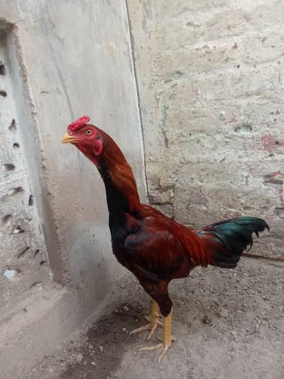 delivery all Pakistan