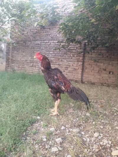 aseel murgha for sale