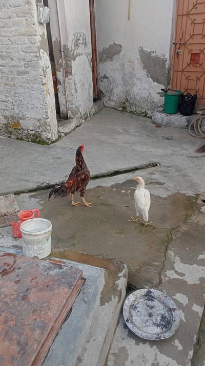 rooster for sale