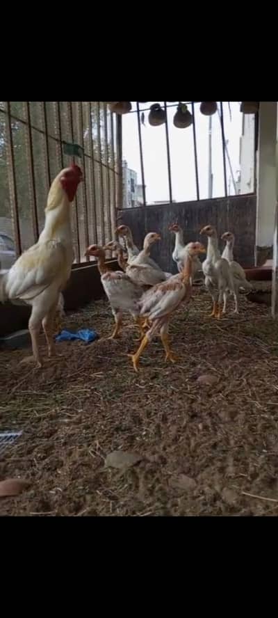 Qandhari chicks available for sale, father pix attached for reference