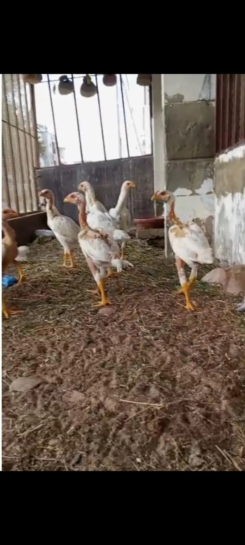 Qandhari chicks available for sale, father pix attached for reference — photo 2