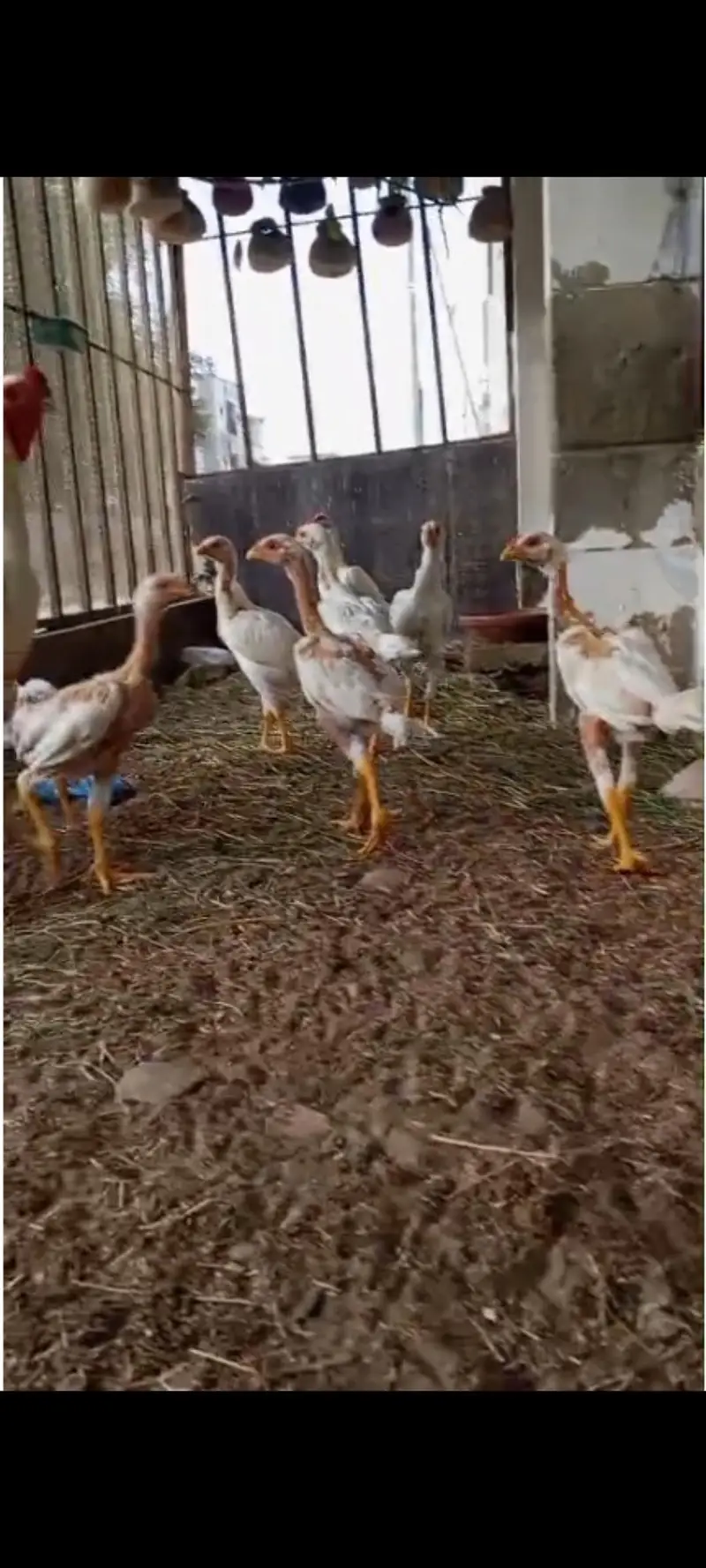 Qandhari chicks available for sale, father pix attached for reference — photo 3