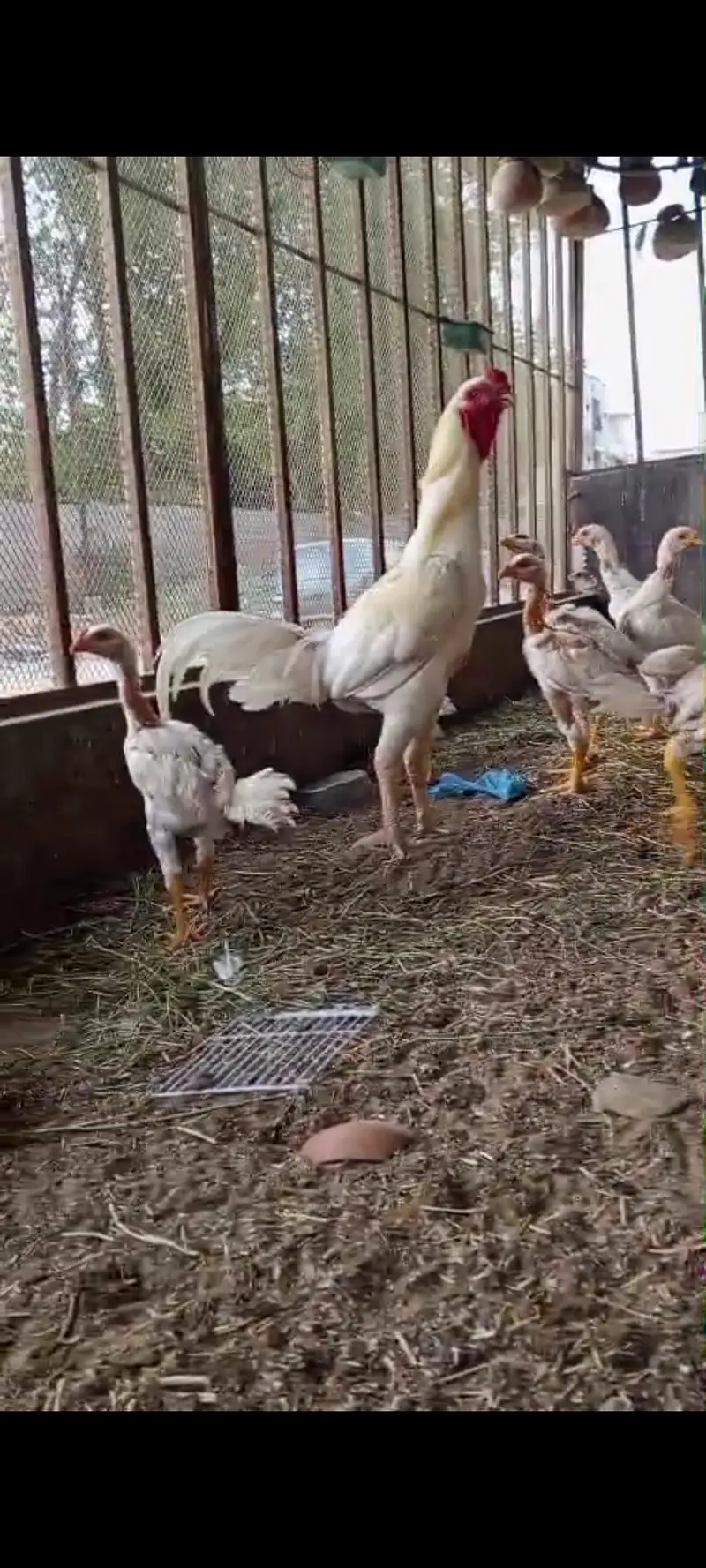 Qandhari chicks available for sale, father pix attached for reference — photo 4