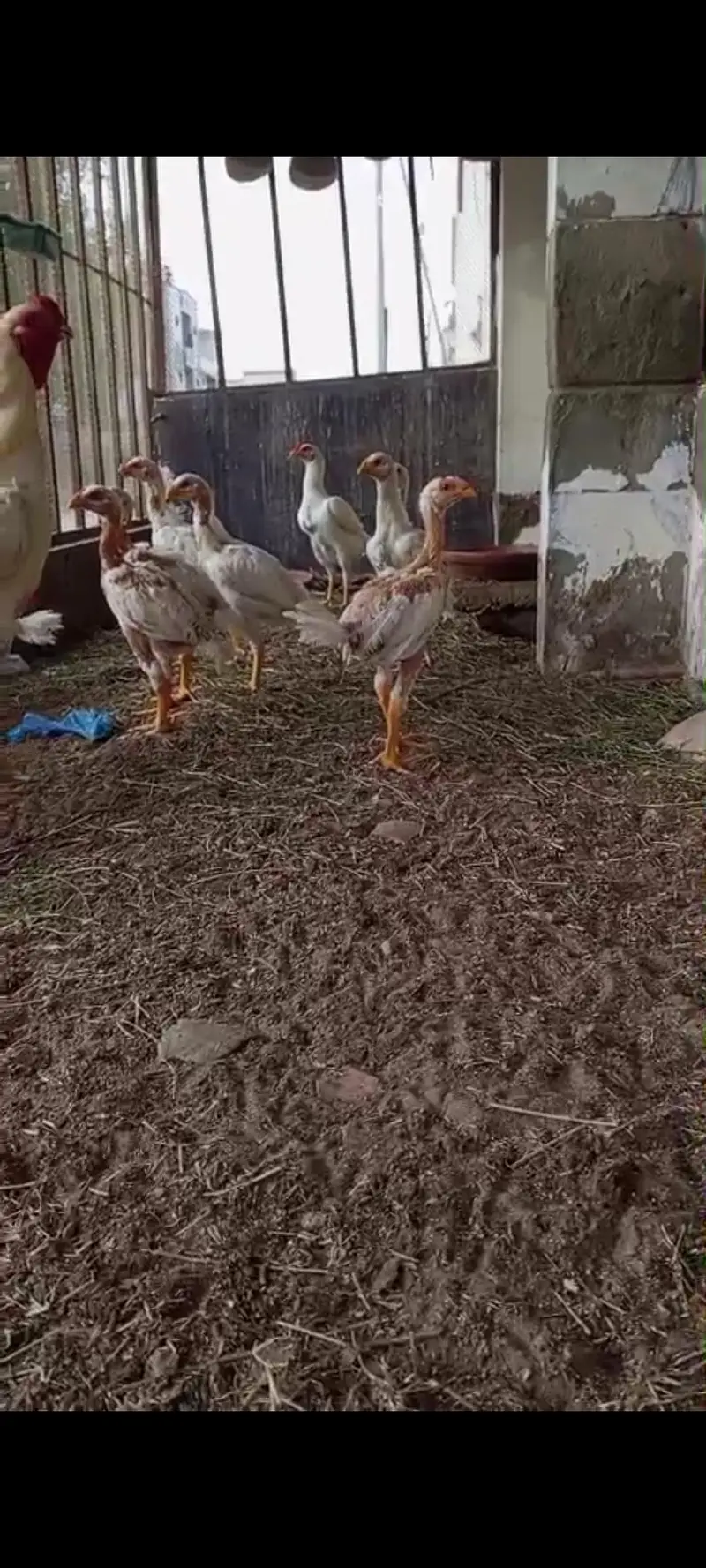 Qandhari chicks available for sale, father pix attached for reference — photo 5