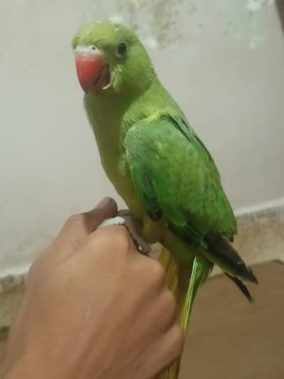 2 Months Hand Tame Green Ringneck Parrot