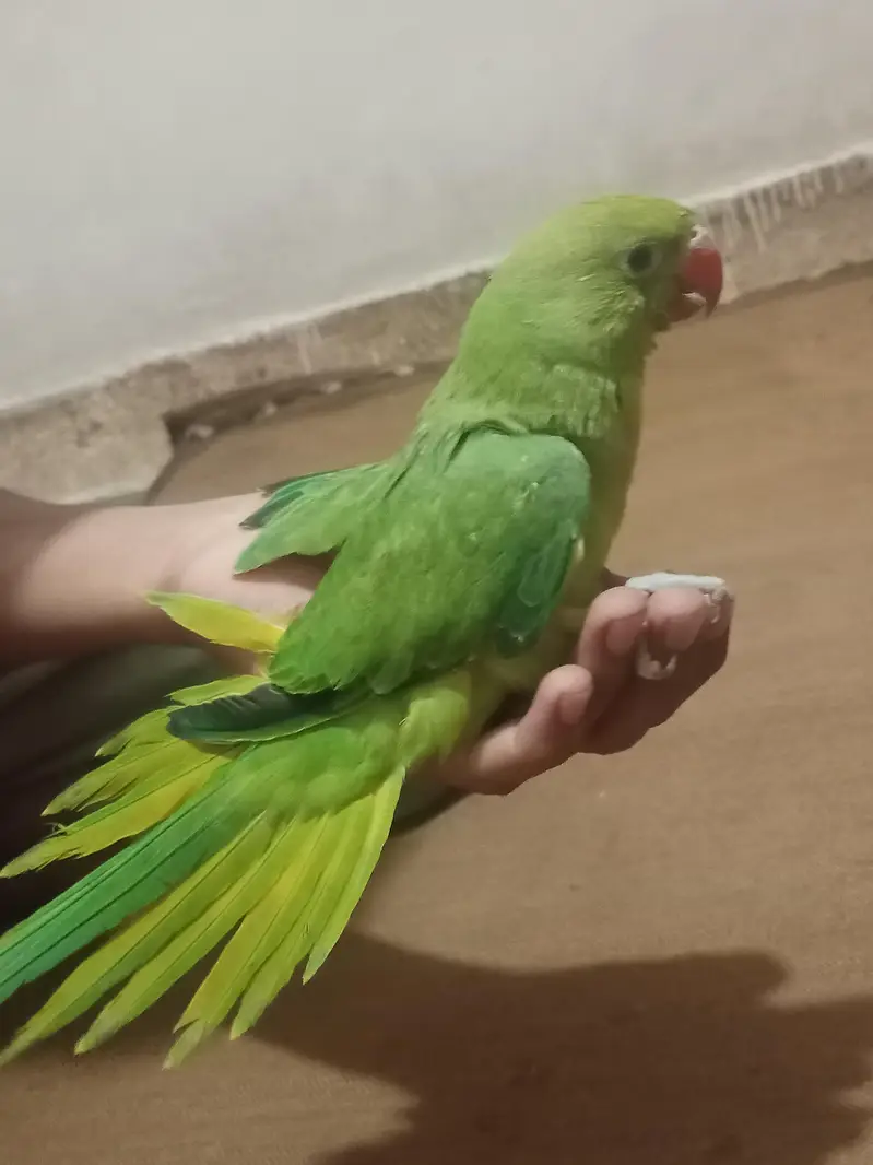 2 Months Hand Tame Green Ringneck Parrot — photo 2