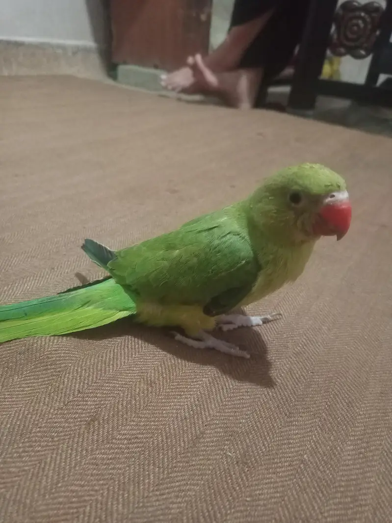 2 Months Hand Tame Green Ringneck Parrot — photo 3