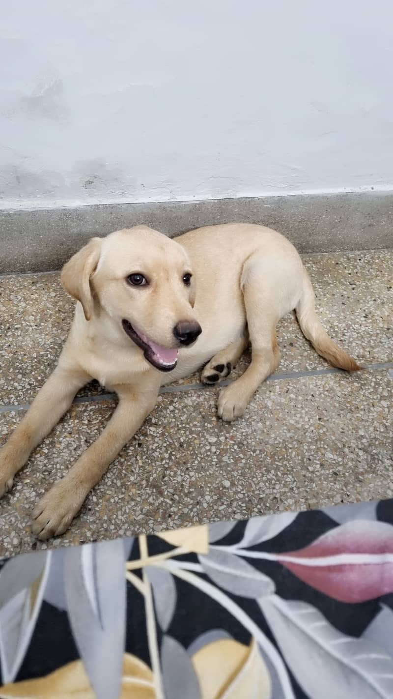 Labrador 2